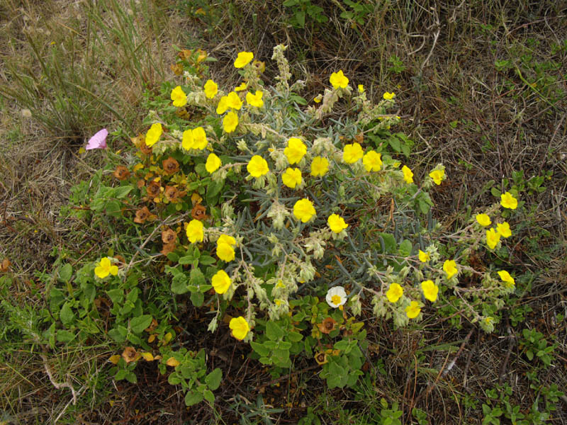 Helianthemum syriacum photo